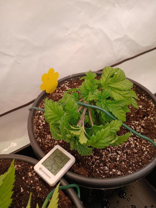 El Nebuloso Grows.... Week 3 - Humboldt Gelato