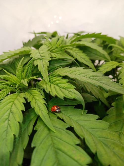 El Nebuloso Grows.... Week 4 - StrawberryAK