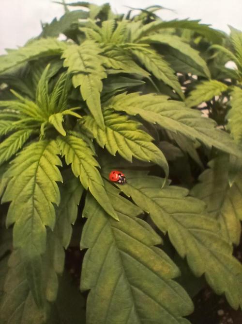 El Nebuloso Grows.... Week 4 - StrawberryAK 