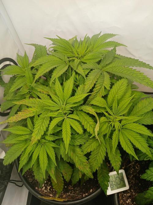 El Nebuloso Grows.... Week 4 - StrawberryAK