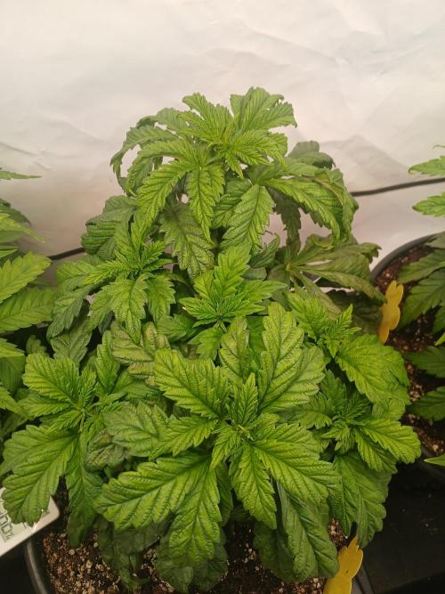 El Nebuloso Grows.... Week 4 - Humboldt Gelato