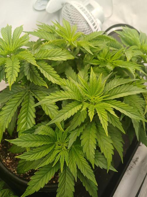 El Nebuloso Grows.... Week 4 - CBD Chronic