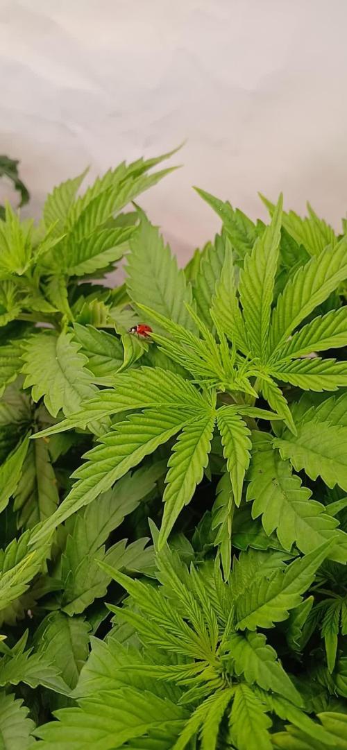 El Nebuloso Grows...