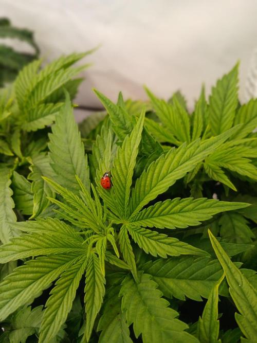 El Nebuloso Grows.... Week 5