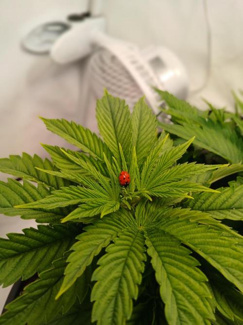 El Nebuloso Grows.... Week 5