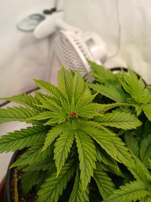 El Nebuloso Grows.... Week 5