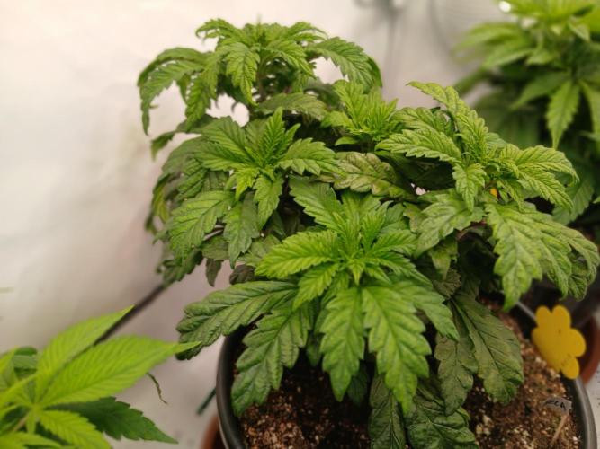 El Nebuloso Grows.... Week 5