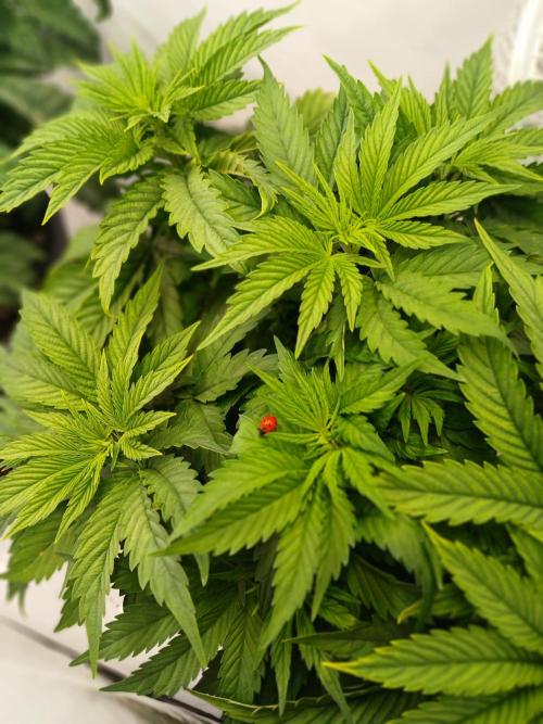 El Nebuloso Grows.... Week 5