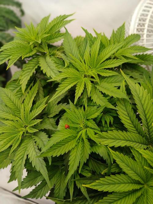 El Nebuloso Grows.... Week 5