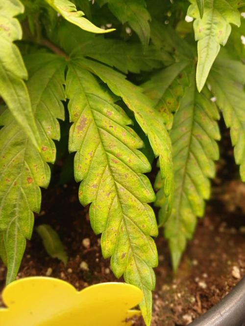 El Nebuloso Grows.... Week 5