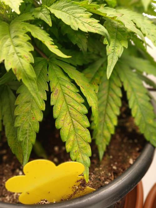 El Nebuloso Grows.... Week 5