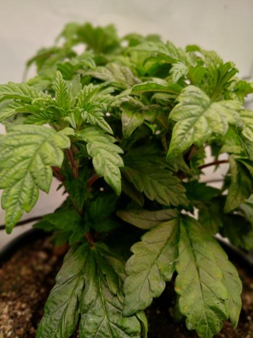 El Nebuloso Grows.... Week 5