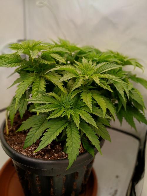 El Nebuloso Grows.... Week 5