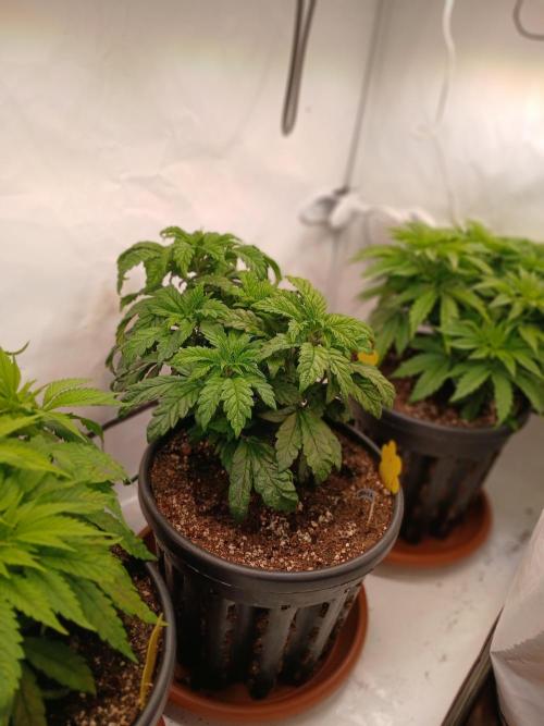 El Nebuloso Grows.... Week 5