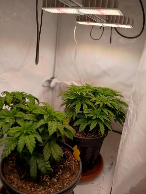 El Nebuloso Grows.... Week 5