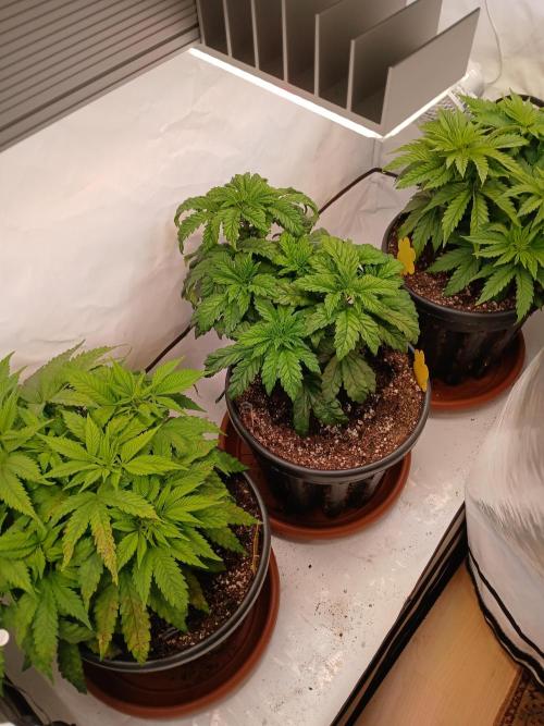 El Nebuloso Grows.... Week 5