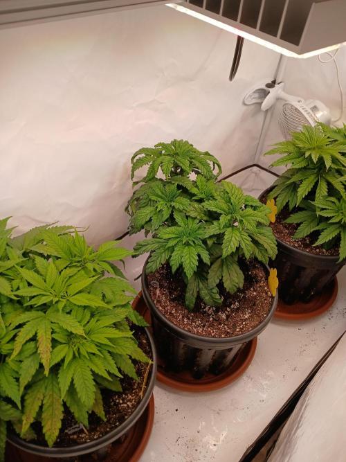 El Nebuloso Grows.... Week 5