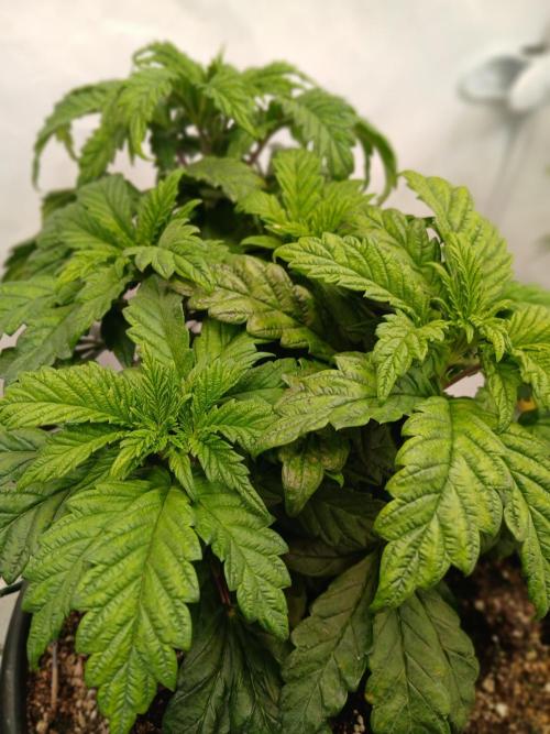 El Nebuloso Grows.... Week 5