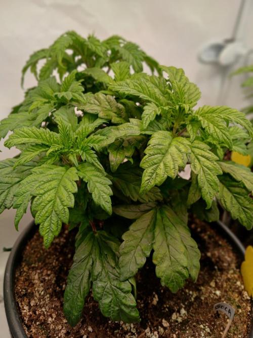 El Nebuloso Grows.... Week 5