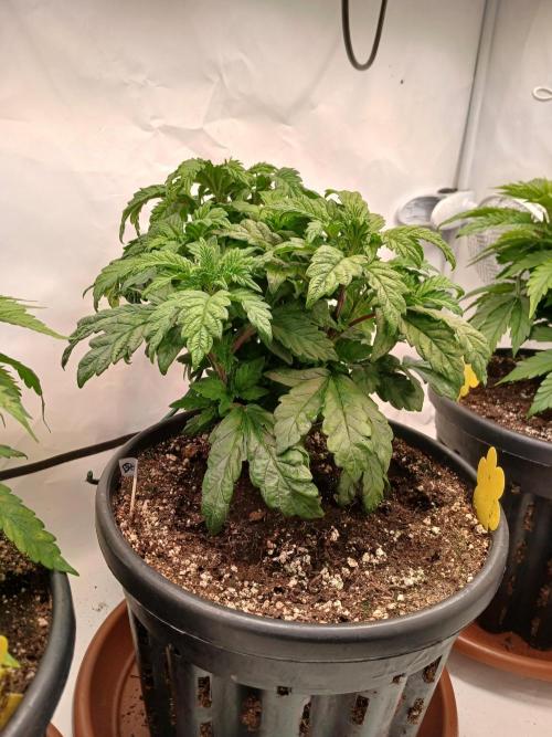 El Nebuloso Grows.... Week 5