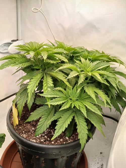 El Nebuloso Grows.... Week 5