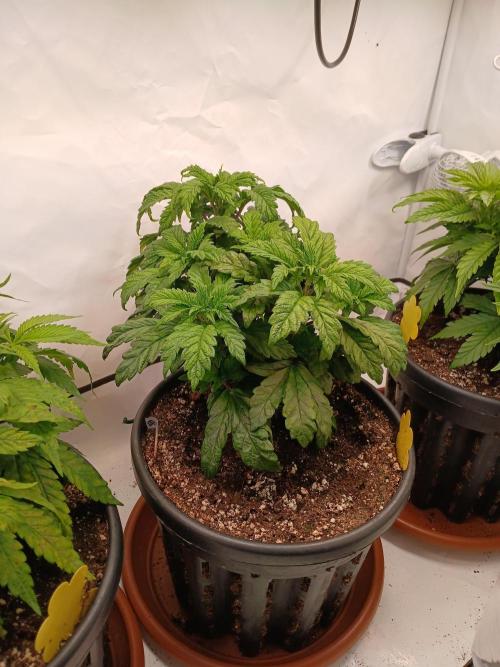 El Nebuloso Grows.... Week 5