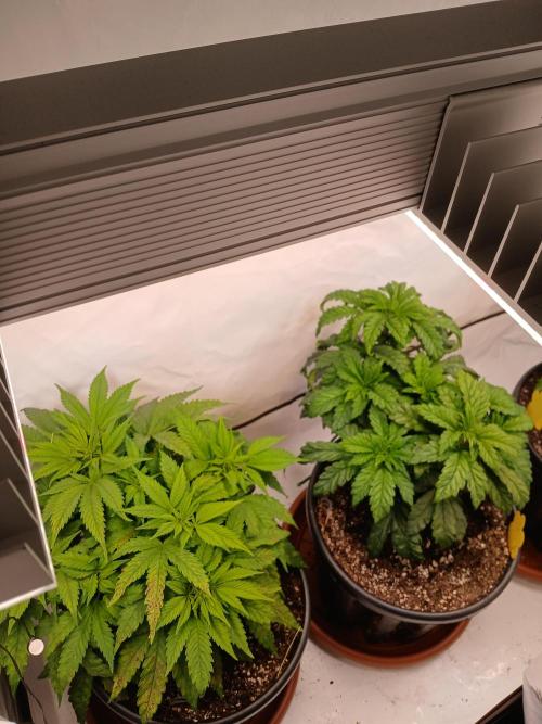 El Nebuloso Grows.... Week 5