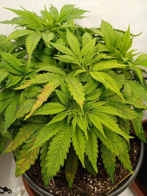 El Nebuloso Grows.... Week 5