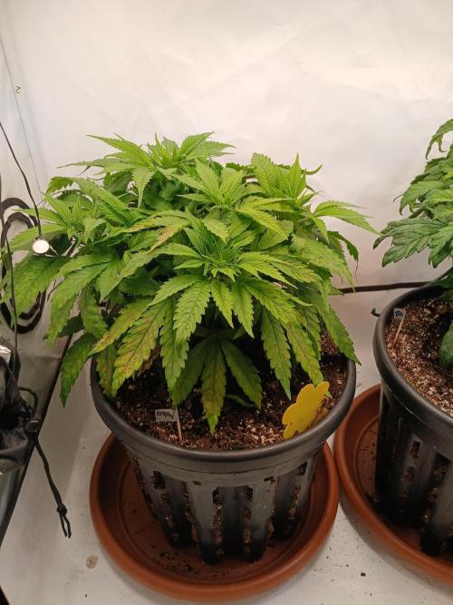 El Nebuloso Grows.... Week 5