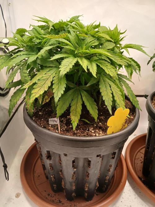 El Nebuloso Grows.... Week 5