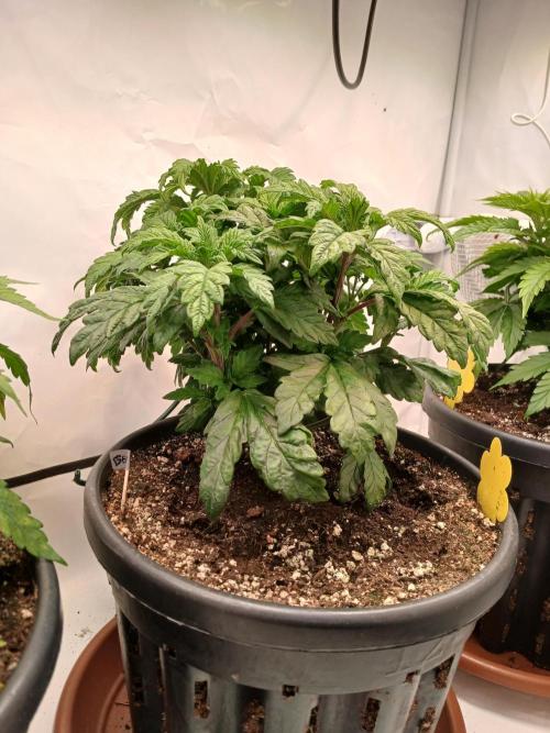 El Nebuloso Grows.... Week 5