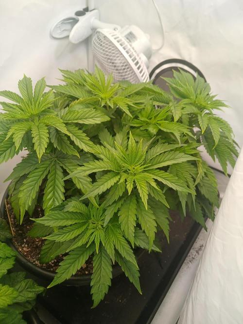 El Nebuloso Grows.... Week 5