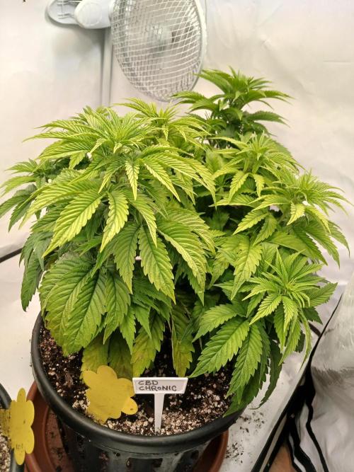 El Nebuloso Grows.... Week 6