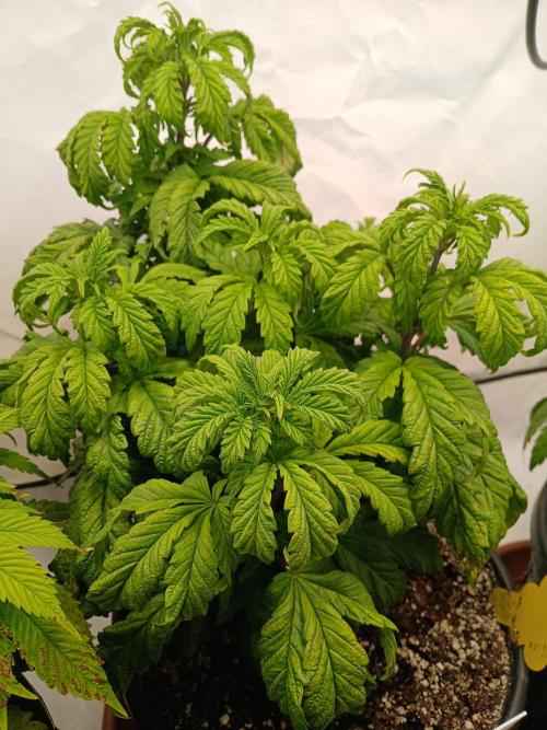 El Nebuloso Grows.... Week 6