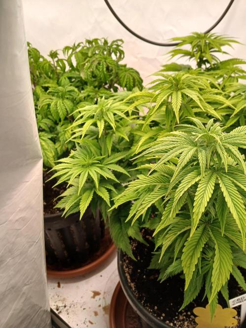 El Nebuloso Grows.... Week 7 - CBD Chronic