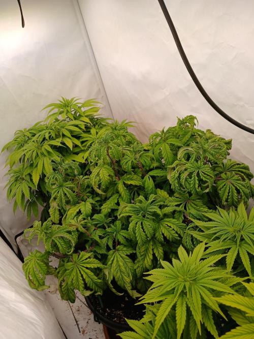 El Nebuloso Grows.... Week 7 - Left StrawberryAK
Right Humboldt Gelato