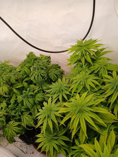 El Nebuloso Grows.... Week 7 - CBD Chronic and Humbodt on the left