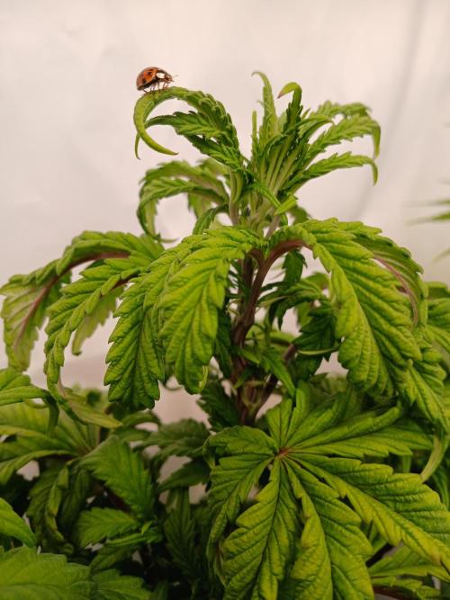 El Nebuloso Grows.... Week 8