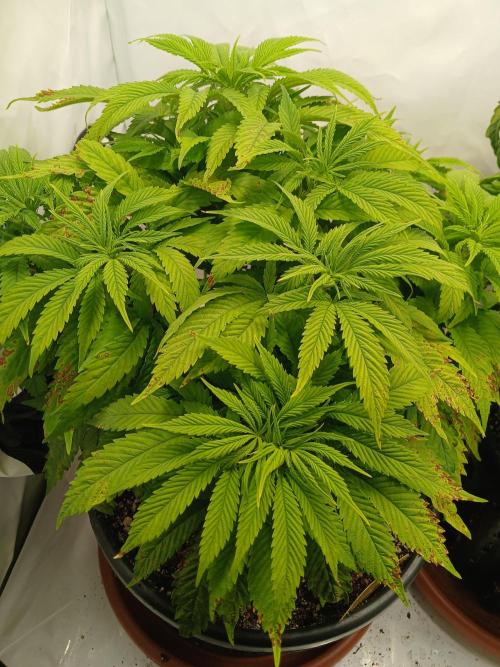 El Nebuloso Grows.... Week 8