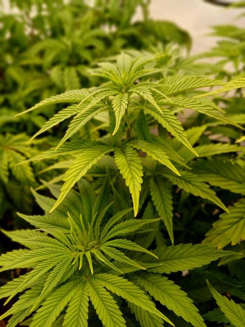 El Nebuloso Grows.... Week 8