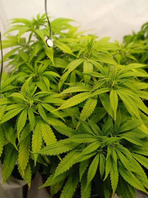 El Nebuloso Grows.... Week 8