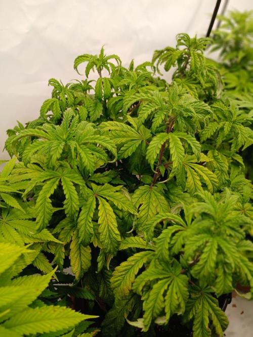 El Nebuloso Grows.... Week 8