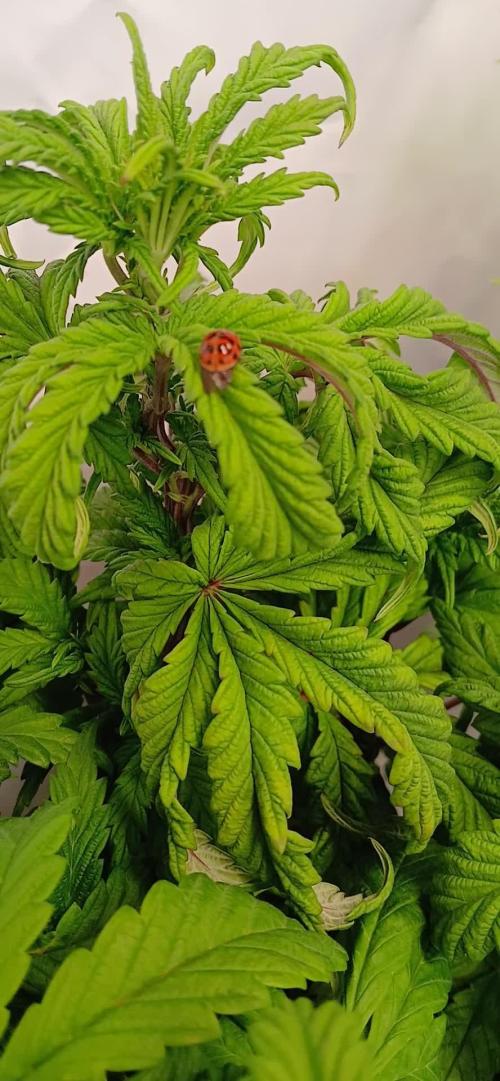 El Nebuloso Grows...