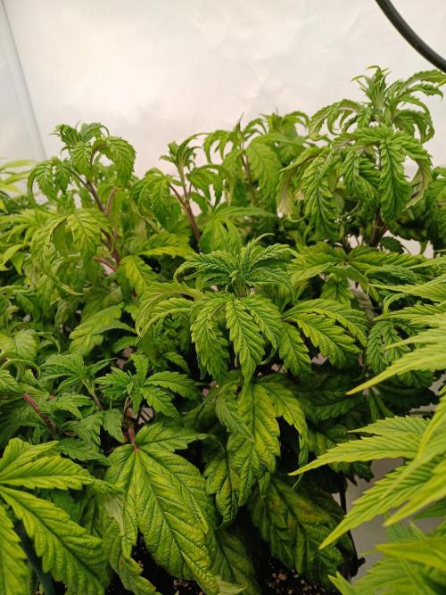 El Nebuloso Grows.... Week 9 - HumboldGelato