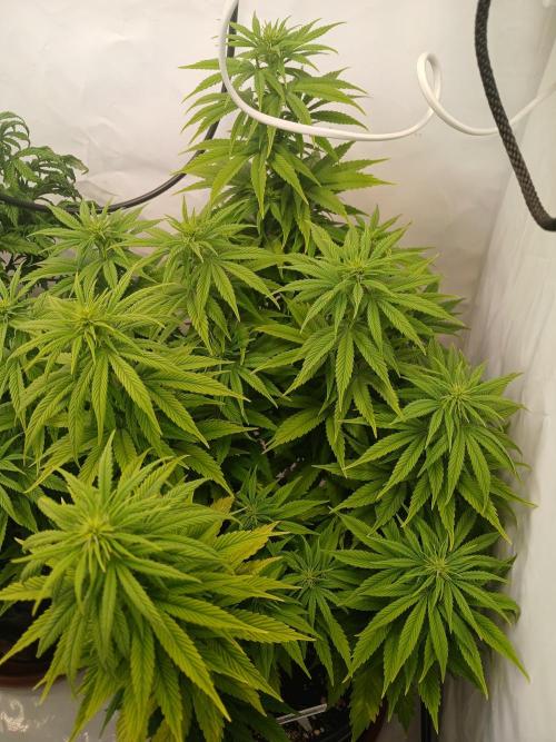 El Nebuloso Grows.... Week 9 - CBD Chronic