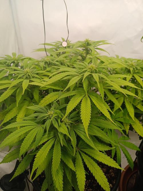 El Nebuloso Grows.... Week 9 - StrawberryAK