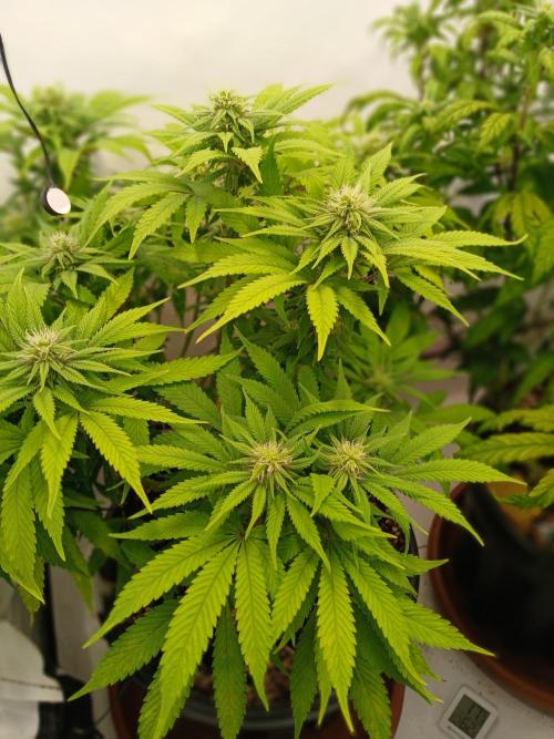 El Nebuloso Grows.... Week 9 - StrawberryAK
Day 19 Flowering