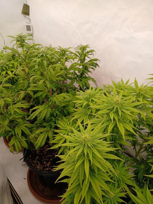 El Nebuloso Grows.... Week 9