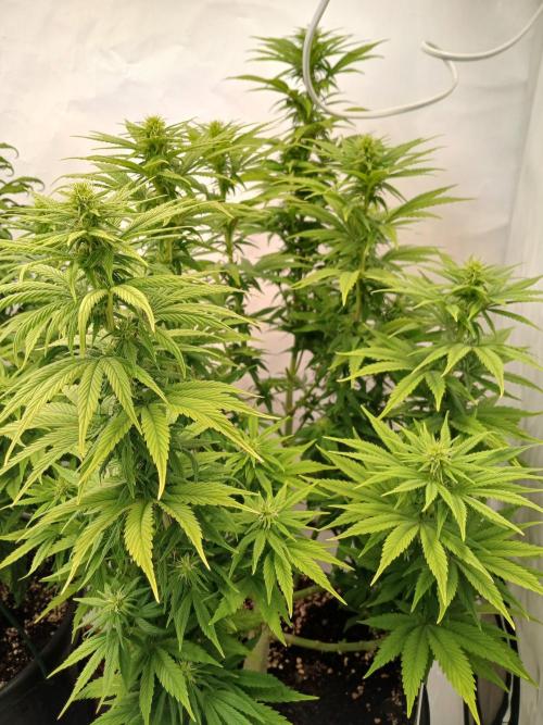 El Nebuloso Grows.... Week 9 - CBD Chronic after defoliation