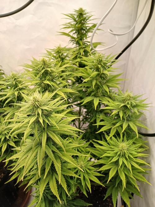 El Nebuloso Grows.... Week 10